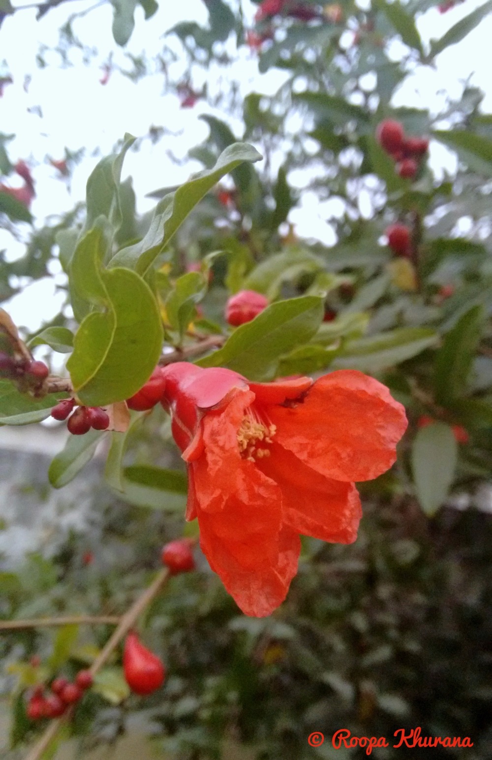 pomegranate-flower-fruit-green-leaves-nature